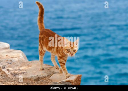 Hauskatze, rotgestromt, am Klippenrand mit Meerblick, Kykladen / Katze, roter Klassiker Tabby, am Rande einer Klippe mit Meerblick, Kykladen, Griechenland Stockfoto