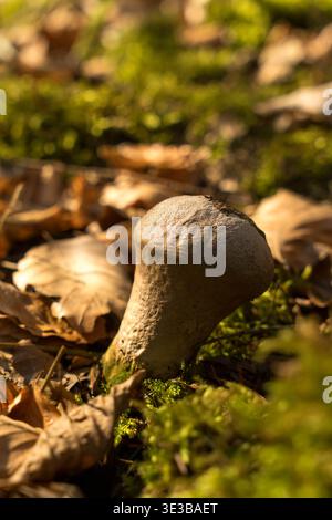 Kleiner Pilz auf moosigem Waldboden zwischen Herbstlaub und warmem Sonnenlicht Stockfoto