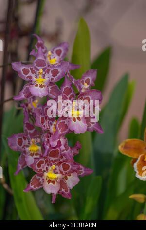 Voller Zweig exotischer lila Orchideen mit weißen Akzenten auf der Blumenausstellung Keukenhof. Stockfoto