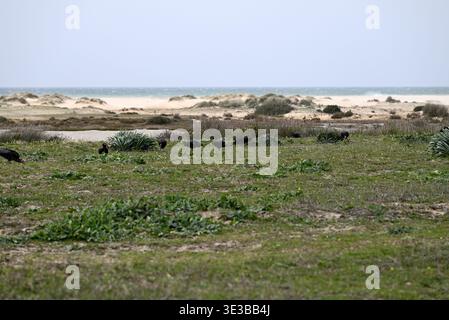 Kolonie der seltenen nördlichen Glatze Ibis in Conil de la Frontera. Kleine Gruppe seltener Geronticus eremita in der Nähe von Conil de la Frontera, Andalusien, Spanien, Europa. Stockfoto