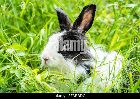 Hübsches, kuscheliges Häschen, schwarz-weißes Kaninchen auf einer Wiese wunderschöne Frühlingsszene, während man auf grünem Gras über der Natur sitzt Stockfoto
