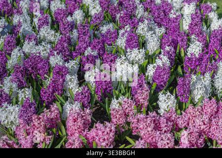 Die dichte Gruppierung duftender Hyacinthus orientalis in Mischfarben. Ein lebendiger Blumenteppich im Garten des Keukenhof während des Frühlingsgipfels. Stockfoto