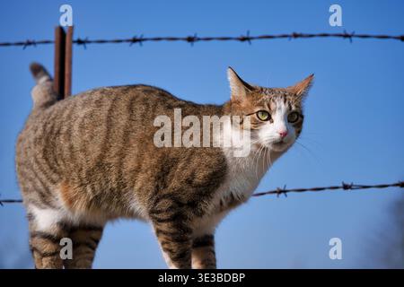 Eine Profilansicht eines häuslichen Tabby und einer weißen Katze, die wachsam auf einem Stacheldrahtzaun vor einem klaren blauen Himmel steht Stockfoto