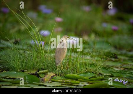 Squacco Reiher, Ardeola ralloides, Mabamba Swamp, Uganda Stockfoto