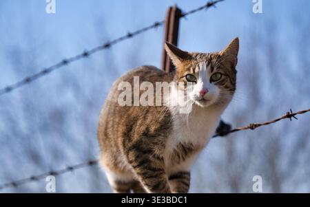Mittelgroßes Nahporträt eines häuslichen Tabby und einer weißen Katze, die direkt in die Kamera blickt. Die Katze sitzt auf einem Drahtzaun mit unscharfem Stachel Stockfoto