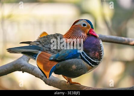 Eine farbenfrohe männliche Mandarinente steht tagsüber friedlich auf einem stabilen Baumzweig. Stockfoto