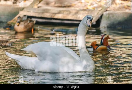 Ein großer weißer Schwan schwimmt vorwärts im klaren Teichwasser. Stockfoto