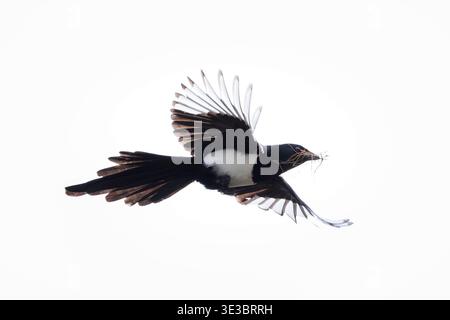 Gewöhnlicher eurasischer Elster, Pica Pica, im Flug, um ein Nest zu bauen Stockfoto