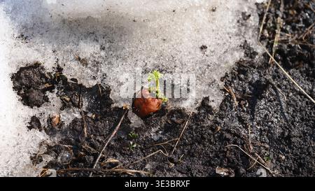 Ein kleiner grüner Spross wächst aus einer einzigen Karotte, die im dunklen Boden im schmelzenden Frühlingsschnee liegt. Stockfoto