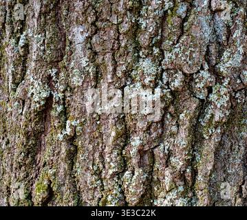 Nahaufnahme einer rauen Baumrinde, bedeckt mit grünem Moos und blassen Flechten, mit reichhaltigen natürlichen Texturen und organischen Mustern. Ideal für Naturhintergründe, Stockfoto