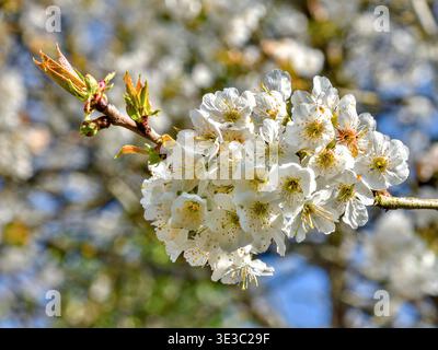 Weiße Blumenkette auf wildem Zierobrüchbaum in voller Blüte - Bossay-sur-Claise, Indre-et-Loire (37), Frankreich. Stockfoto