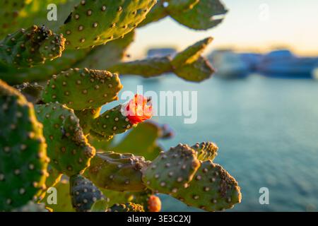 Während eines goldenen Sonnenaufgangs am Meer in Hurghada, Ägypten, blüht eine leuchtende rote Kaktusblüte auf einer Feigenkaktuenpflanze. Stockfoto