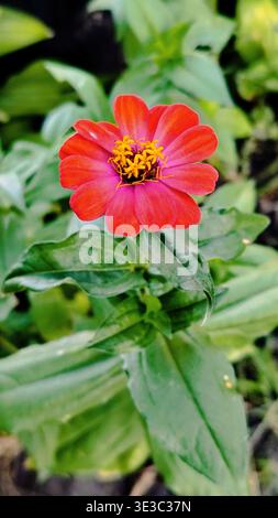 Rote Zinnienblüte. Hintergrund, Bildschirmschoner, Hintergrundbild Stockfoto
