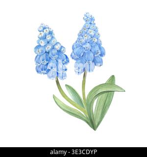 Handgemalte Aquarellillustration von Muscari-Blumen und -Laub. Blaue Frühlings-Muscari-Blüten. Primaten. Stockfoto