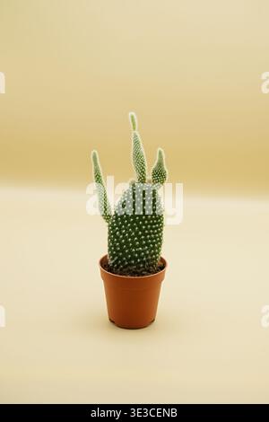 Opuntia Microdasys Cactusin in einem braunen Topf. Hochwertige Fotos Stockfoto