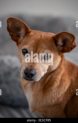 Kleiner brauner Haushund Nahporträt, drinnen sitzend, neugierig und aufmerksam mit großen Ohrmuscheln, ausdrucksstarken Augen und weichem Fell Stockfoto