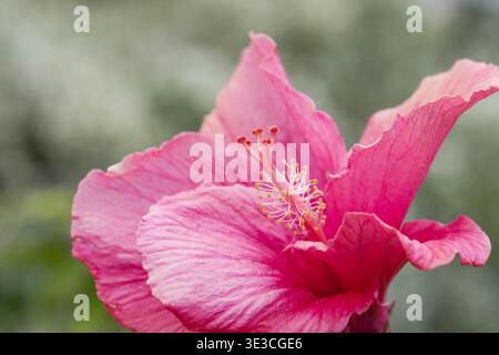 Großartiges Blumenmakro - Zeichen des Frühlings - Rosenblüte. Hochwertige Fotos Stockfoto