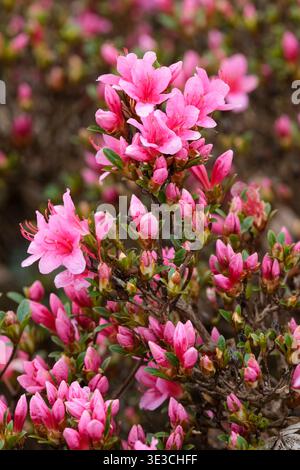 Rhododendron Silvester, Rhododendron kurume, Azalea Silvester, violett-rosa Blüten, Stockfoto
