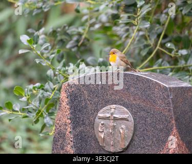 Vögel des Frühlings - Porträt eines Rotkehlchens, der auf einem Stein sitzt. Hochwertige Fotos Stockfoto