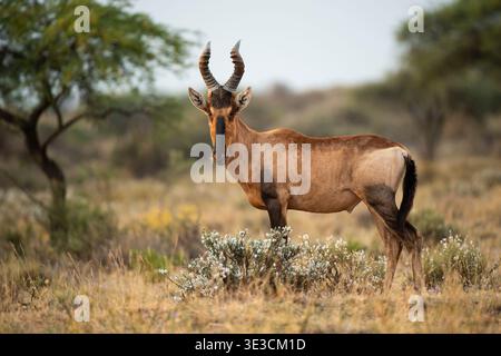 Rotes Hartebeest, Alcelaphus buselaphus caama, Mokala Nationalpark, Südafrika Stockfoto