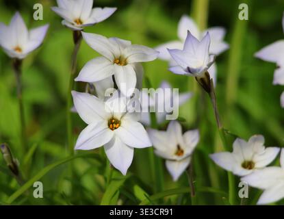 Eine Nahaufnahme von Ipheion uniflorum blüht im Frühling. UK. Stockfoto