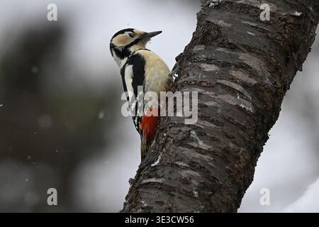 Toller gefleckter Holzspecht, Dendrocopos Major auf Baum, Hokkaido, Japan. Stockfoto