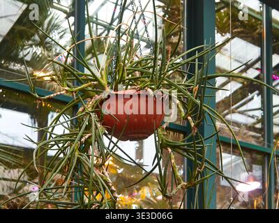 Grner Mistelkaktus "Rhipsalis baccifera" hngt mit weien,  durchscheinenden Beeren. Helles Sonnenlicht, das von der Rckseite  einstrmt Stockfotografie - Alamy