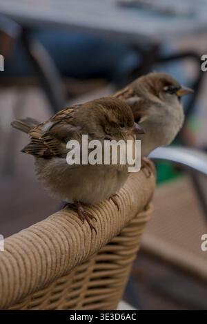 Haus Sparrow (Passer domesticus) in der Stadt, wartet auf Kekskrümel auf einer Bar-Terrasse Stockfoto