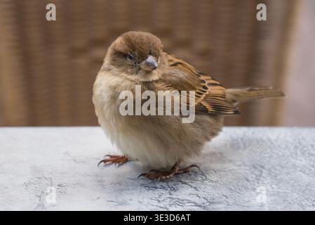 Haus Sparrow (Passer domesticus) in der Stadt, wartet auf Kekskrümel auf einer Bar-Terrasse Stockfoto