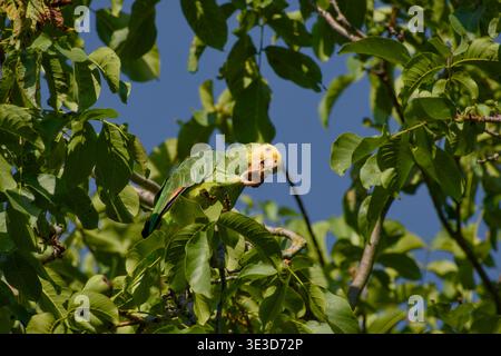 Gelbköpfiger amazonas-Papagei isst einen Walnuss, während er zwischen grünen Blättern in einem Baum sitzt. Stockfoto