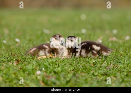 Zwei ägyptische Gänsekugeln ruhen nebeneinander auf grünem Gras mit kleinen Gänseblümchen und einer ruhigen Wildtierszene im Frühling. Stockfoto