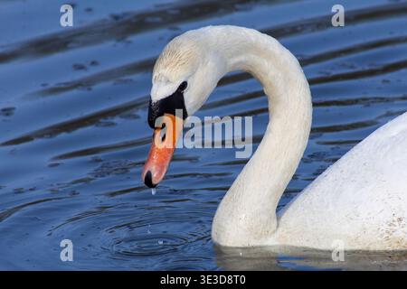 Stummschaltung des Schwans, der seinen Kopf vom Wasser hebt – Ein einzelner Tropfen, der vom Schnabel fällt und in scharfen Details erfasst wird Stockfoto