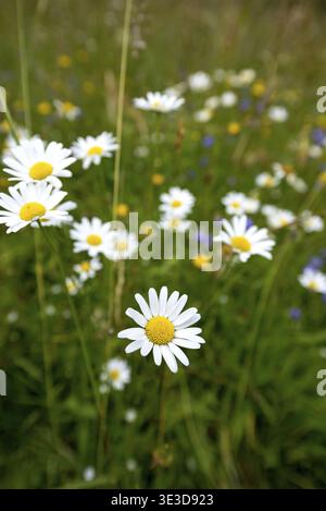 Blühende Gänseblümchen (Leucanthemum) und Gräser auf einer wilden, natürlichen Blumenwiese, Deutschland Stockfoto