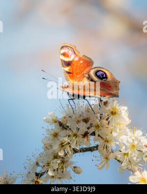 Peacock Butterfly, Aglais IO, auftauchend nach Winterschlaf mit der ersten Wärme des Frühlings, Hauxley März 2026. Stockfoto