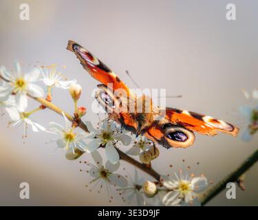Peacock Butterfly, Aglais IO, auftauchend nach Winterschlaf mit der ersten Wärme des Frühlings, Hauxley März 2026. Stockfoto