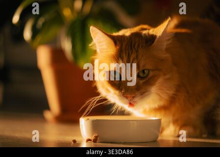 Ingwerkatze isst Futter aus einer kleinen weißen Schüssel auf dem strukturierten Boden, die in warmes, goldenes Umgebungslicht getaucht ist. Sie zeigt ihre konzentrierte Aufmerksamkeit und eine leichte Menge Futter auf der Nase Stockfoto