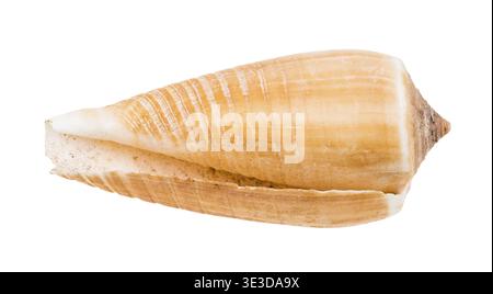 Leere Schale einer Kegelschnecke vor weißem Hintergrund Stockfoto