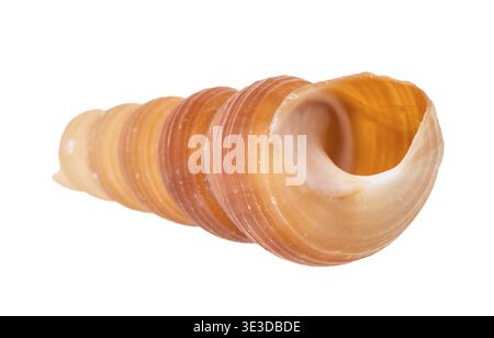 Leere Schale einer Turmschnecke vor weißem Hintergrund Stockfoto