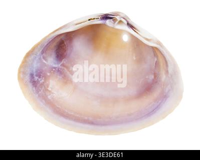Leere rosafarbene, perforierte Muschelschale für die Herstellung von Perlen auf weißem Hintergrund Stockfoto
