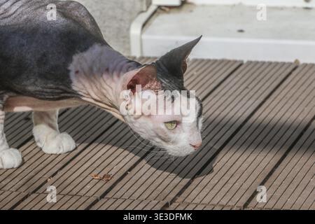 Porträt einer Katze, draußen im Sonnenlicht, auf dem Boden stehend und riechend, Stammkatze, Name: MIU-Miu, Rasse: Cornish rex, weiblich, 5 Jahre alt, pe Stockfoto