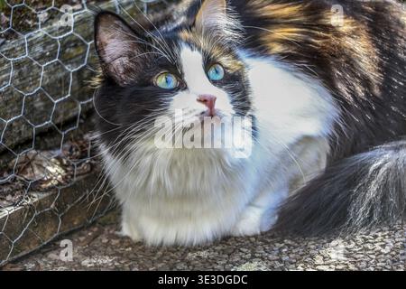 Katze, die auf dem Boden in einem Outdoor-Käfig liegt und Vögel beobachtet, Porträt, Schildpatt Katze mit fünf Farben, Name: rainbow, Rasse: Türkischer Van, Main Coone Stockfoto