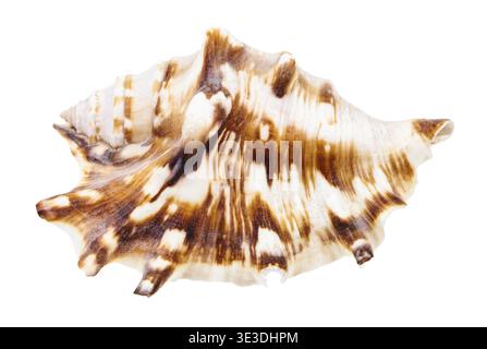 Muschel einer Muricidae-Schnecke vor weißem Hintergrund Stockfoto