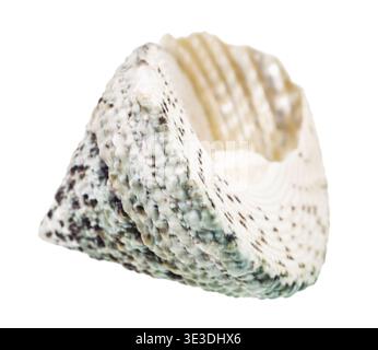 Leere Schale einer geschlitzten Schnecke vor weißem Hintergrund Stockfoto