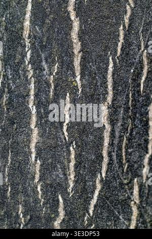 Nahaufnahme von rauer, dunkler Walnussbaumrinde mit vertikalen hellen Streifen. Die strukturierte Oberfläche zeigt natürliche Muster und verwitterte Details. Ideal für Background Stockfoto