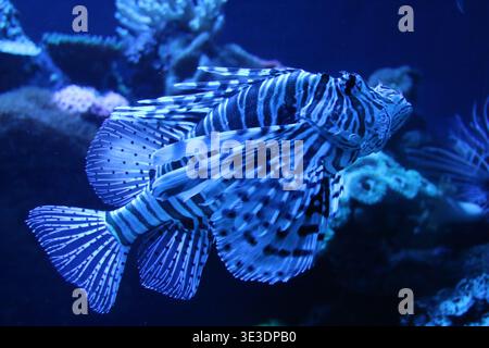 Eleganter Löwenfisch mit langen gestreiften Flossen, der durch blaues Wasser in einem Aquarium gleitet. Detaillierte Nahaufnahme eines tropischen giftigen Fisches mit markantem Fleck Stockfoto