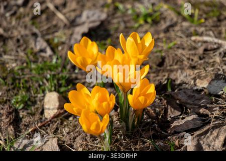 Leuchtend gelbe Krokusblüten blühen im sonnigen Frühlingsgarten. Stockfoto