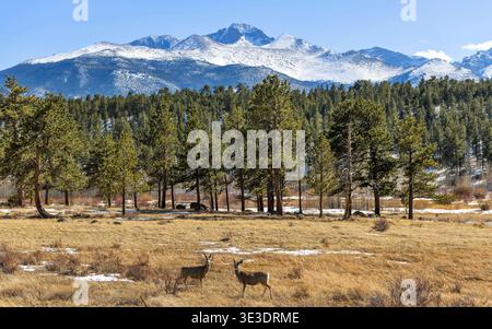 Longs Peak – zwei junge Maultierhirsche, die an einem sonnigen Frühlingstag auf der Bergwiese am Fuße des Longs Peak grasen. Rocky Mountain National Park, Colorado, USA. Stockfoto