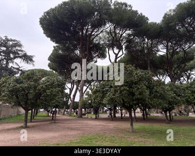 Giardino degli Aranci, Orangengarten. Rom, Italien. Romantischer Park auf dem Aventine Hill mit Kiefern- und Orangenbäumen im Winter. Stockfoto