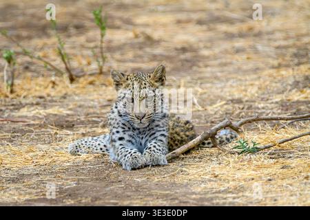 Afrikanisches Leopardenjunges, Panthera pardus, Mashatu Game Reserve, Botswana Stockfoto