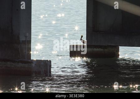 St. Petersburg, Florida, USA. März 2026. Ein Pelikan ruht auf den Pylonen unter der Sunshine Skyway Bridge. Die über dem südlichen Ende der Tampa Bay gelegene Betonbrücke verbindet St. Petersburg mit Terra CEIA und überspannt eine der meistbefahrenen Schifffahrtsstraßen in den Vereinigten Staaten. (Kreditbild: © Zoraida Diaz/ZUMA Press Wire) NUR REDAKTIONELLE VERWENDUNG! Nicht für kommerzielle ZWECKE! Stockfoto